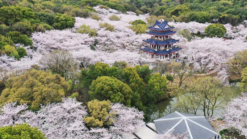 江苏无锡：鼋头渚樱花盛放